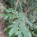 Taccarum warmingii - Photo (c) Geovane Siqueira, some rights reserved (CC BY-NC), uploaded by Geovane Siqueira