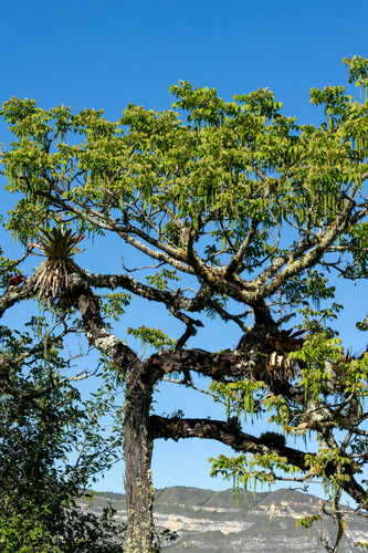 Andean walnut (Juglans neotropica)