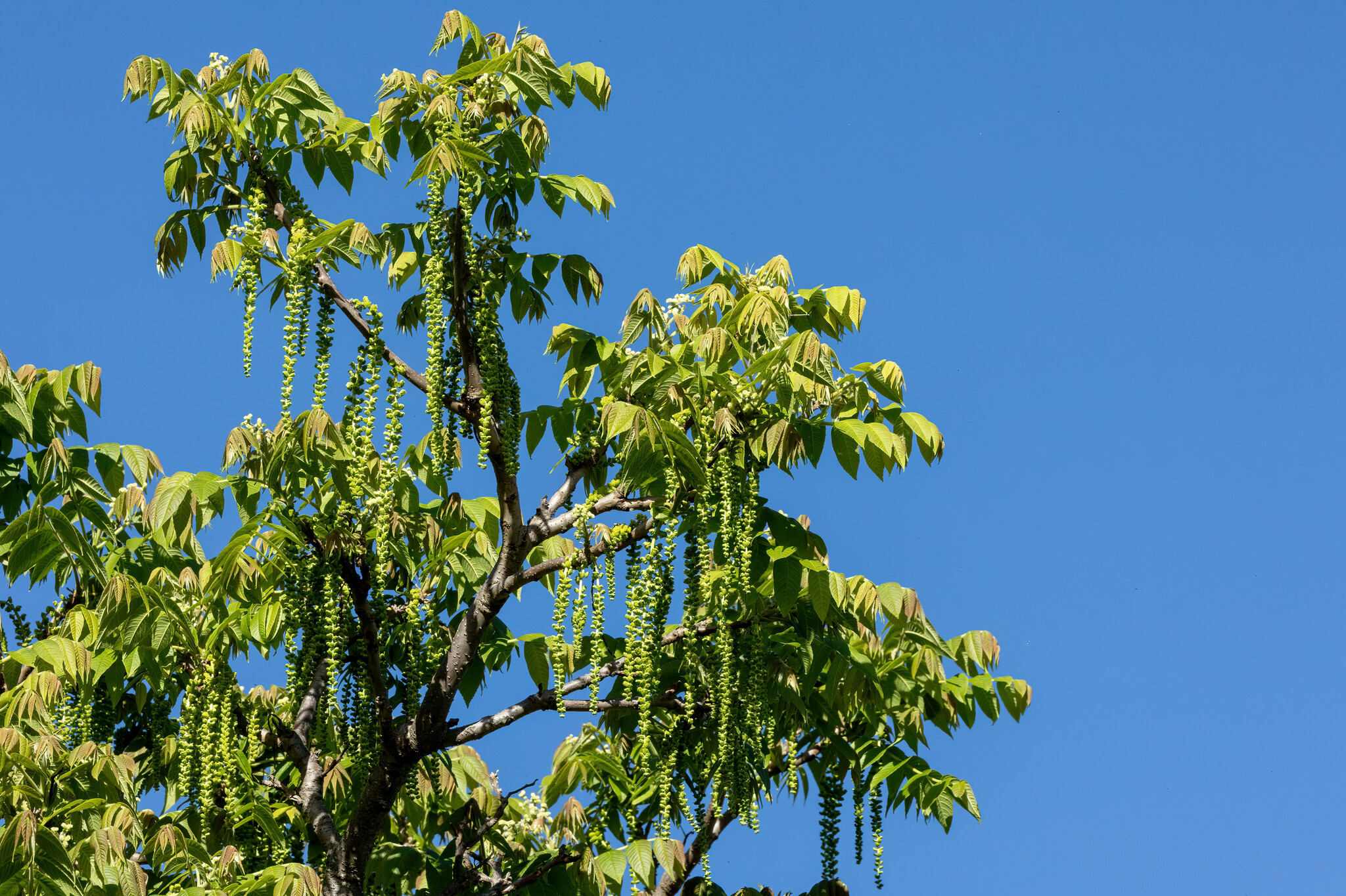 Juglans neotropica