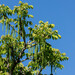 Andean Walnut - Photo (c) Thibaud Aronson, some rights reserved (CC BY-SA), uploaded by Thibaud Aronson