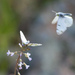 Dappled Whites - Photo (c) Seabrooke Leckie, some rights reserved (CC BY-NC-ND)