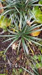 Celmisia major brevis