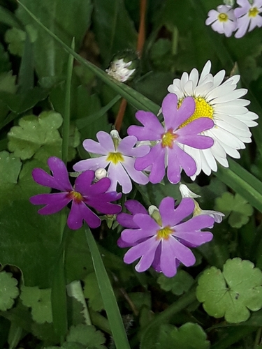 Primula malacoides