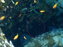 Dunckerocampus multiannulatus