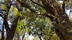 Peraxilla colensoi