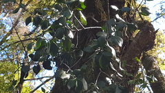 Peraxilla colensoi
