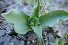 Fritillaria purdyi