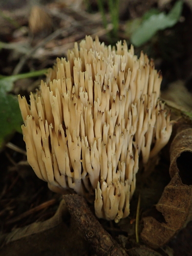 Ramaria