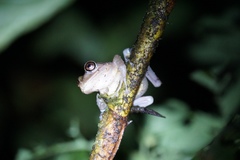 Pristimantis labiosus