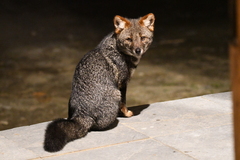 Darwin's Fox photo 2