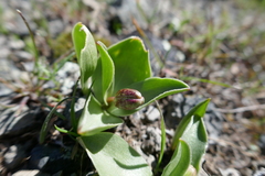 Fritillaria purdyi