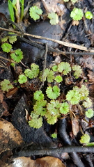 Hydrocotyle microphylla