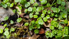 Hydrocotyle microphylla