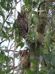 Megascops guatemalae