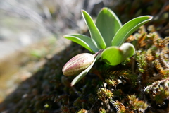 Fritillaria purdyi