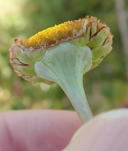 Image of Cotula socialis by no rights reserved