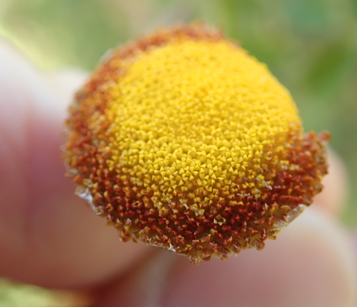 Image of Cotula socialis by no rights reserved