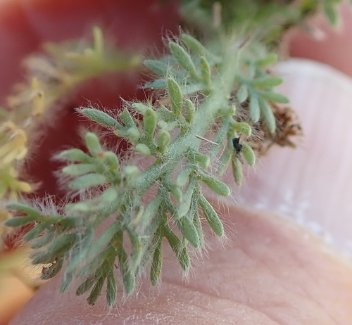 Image of Cotula socialis by no rights reserved