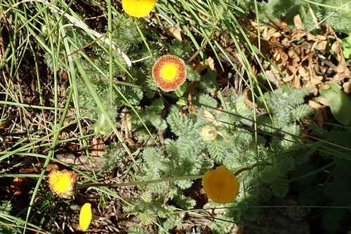 Image of Cotula socialis by no rights reserved