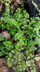 Chaerophyllum colensoi