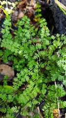 Chaerophyllum colensoi