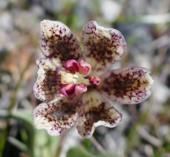Fritillaria purdyi