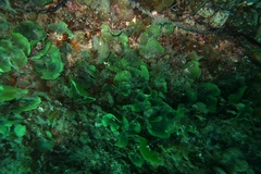 Dictyosphaeria sericea