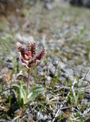 Fritillaria purdyi