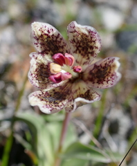 Fritillaria purdyi