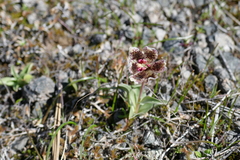 Fritillaria purdyi