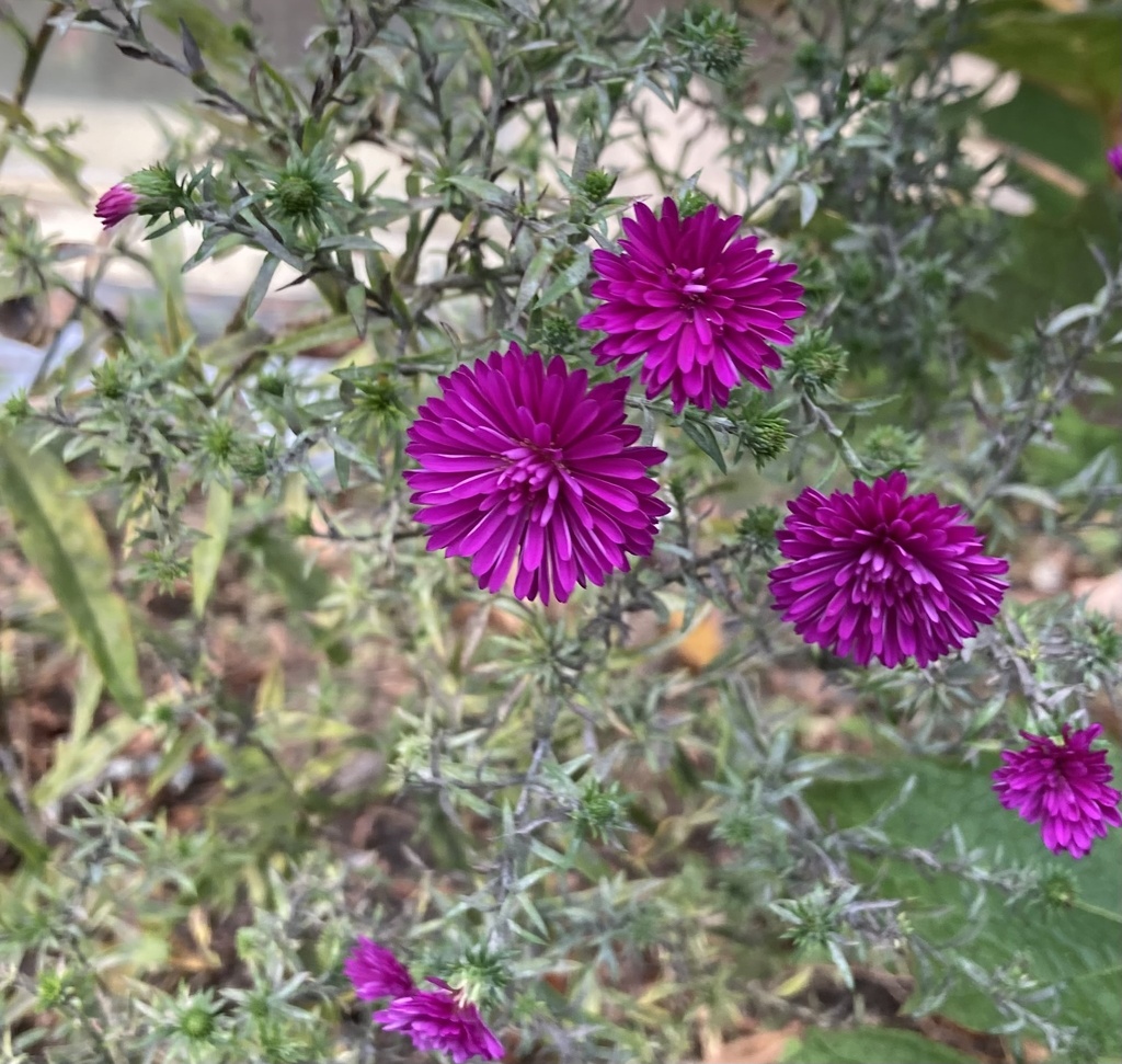sunflowers, daisies, asters, and allies from Second St, Athens, NY, US