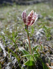 Fritillaria purdyi