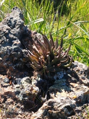 Dudleya abramsii