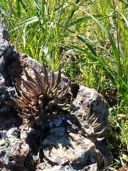 Dudleya abramsii