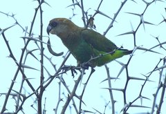 Poicephalus cryptoxanthus