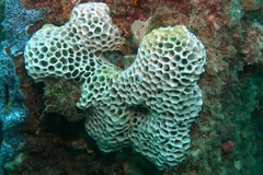 Holopsamma laminaefavosa
