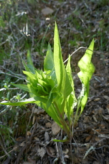 Wyethia glabra