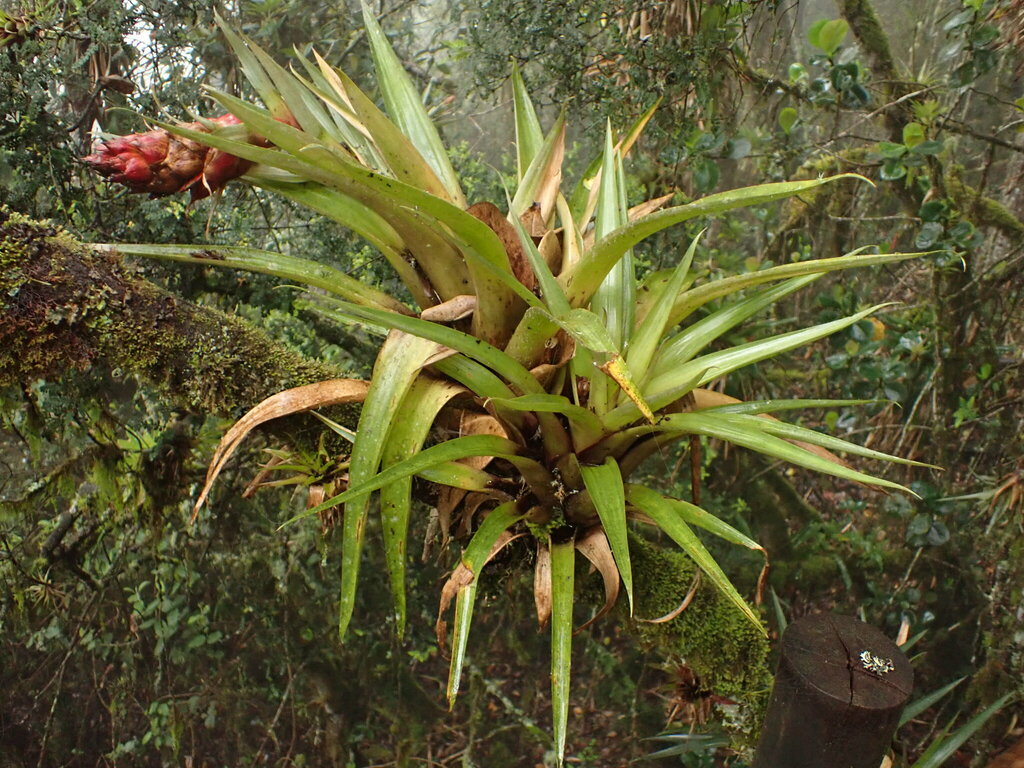 Tillandsia turneri; photograph agujaceratops, CC BY, iNaturalist via GBIF