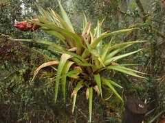 Tillandsia turneri