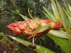 agujaceratops, CC BY, iNaturalist via GBIF Tillandsia turneri, photograph agujaceratops, CC BY, iNaturalist via GBIF