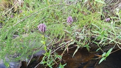 Floscopa glomerata