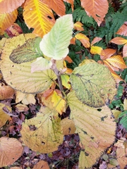 Viburnum lantanoides image
