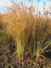 Juncus