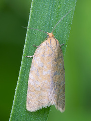 Clepsis rogana