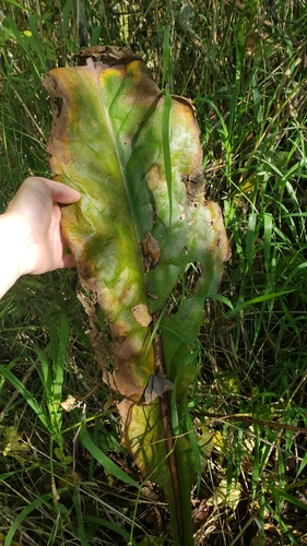 Lysichiton americanus iNat (2)