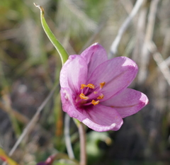 Fritillaria pluriflora