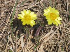 Adonis villosa