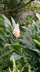 Alpinia uraiensis