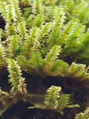 Neckera pennata image
