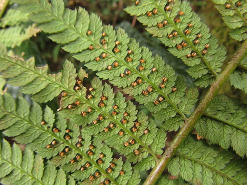 Dicksonia karsteniana, 2023-10-18